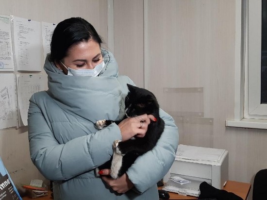 Спасенный из мусоросортировки кот стал замминистра Ульяновской области