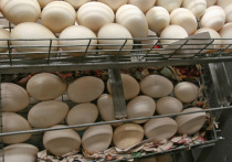 Согласно данным Росстата, зафиксированный с 15 по 21 декабря рост цен на куриные яйца и овощи в России продолжился