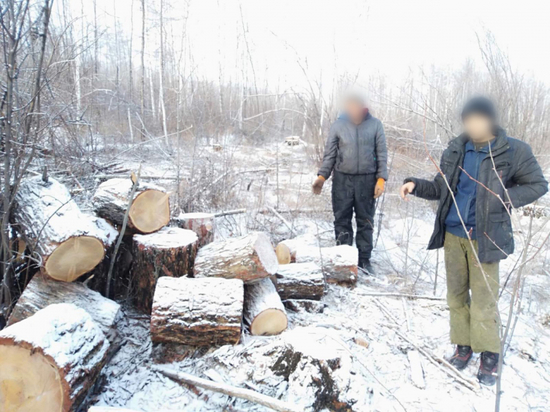 Забайкальцу грозит до 4 лет тюрьмы за незаконную вырубку деревьев