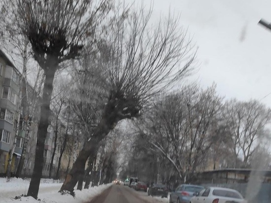 На улице Шевченко в Рязани просят убрать машины для сноса аварийного дерева