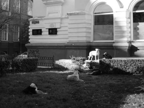 Отловленные в Астрахани собаки, отправленные в Волгоград, постепенно возвращаются домой