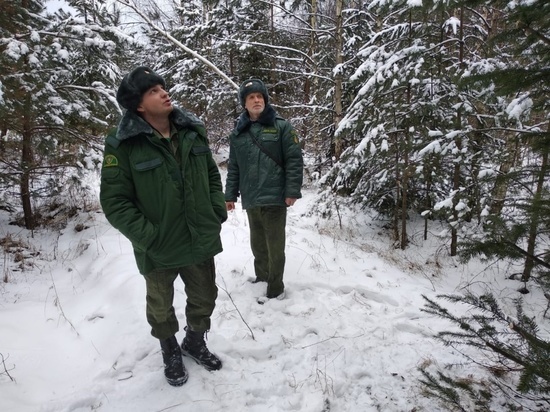 Операция «Елочка» проходит в лесах Серпухова