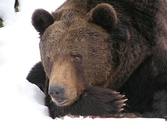 В Тюменской области медведь-шатун вломился в жилой дом