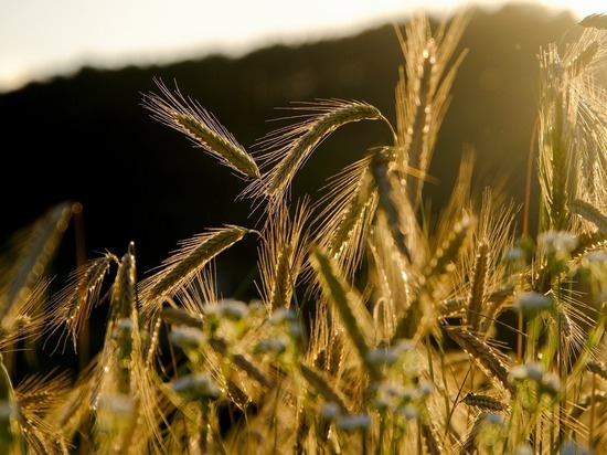 Как Алтайский край может помочь России сохранить лидерство в мировом экспорте зерна