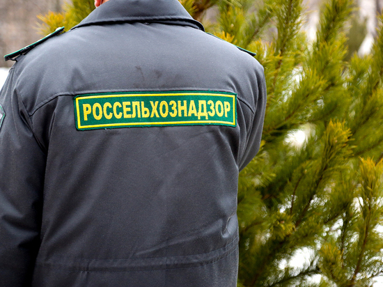 В Воронеже проходят рейды по ликвидации несанкционированных елочных базаров