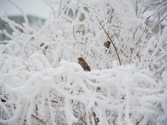 На Волгоградскую область наступают морозы до -25 °С