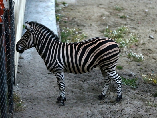 Пензенский зоопарк собирает деньги на покупку невесты для зебры