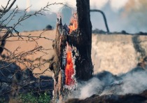 Забайкальца обязали выплатить 870 тысяч рублей в качестве возмещения затрат на тушение лесного пожара, который произошел из-за выброшенного им непотушенного окурка