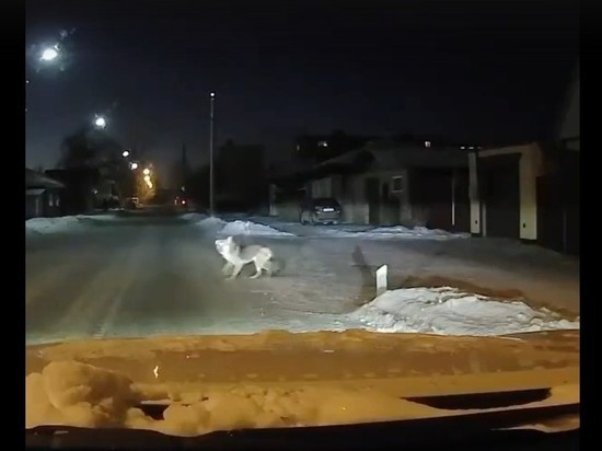 Случайный водитель в Смоленской области спас мальчика от нападения бездомного пса