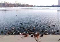 Непогода, снег и ночные морозы в Донецке сильно усложнили жизнь водоплавающим птицам, которые обитают в центре города на реке Кальмиус