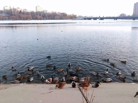 В Кальмиусе в центре Донецка замерзают утки