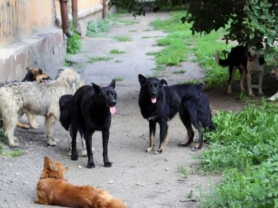 Жители Тверской области боятся бродячих собак