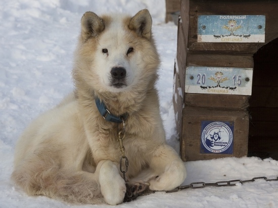 Умер легендарный покоритель Северного полюса – пёс Черке