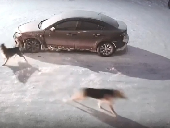Разбили авто: в Новом Уренгое собаки врезались в машину и покинули место «ДТП»
