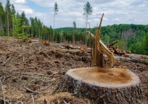 Рейтинг районов по числу уголовных дел о незаконных вырубках леса составил департамент мировых судей в Забайкалье