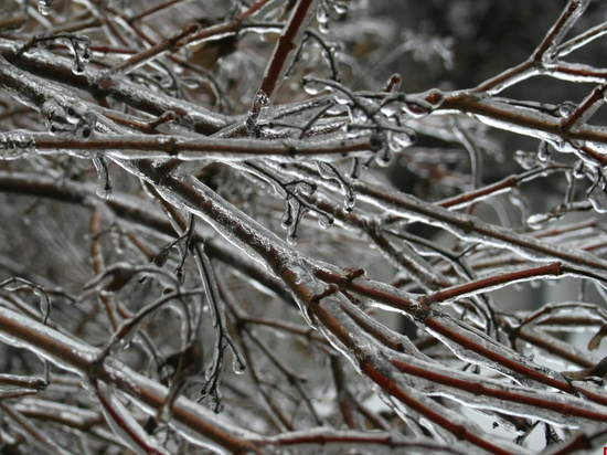 Ледяной дождь, гололёд и ветер ожидаются в Псковской области