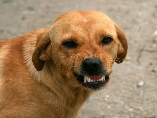 Псковичка поблагодарила неизвестного водителя за спасение от собак