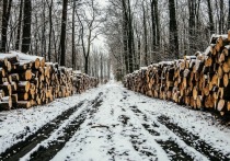 Последствием закрытия десятков пунктов приемки древесины, которые работали с нарушением закона в Петровск-Забайкальском районе, стало снижение доходов муниципального бюджета