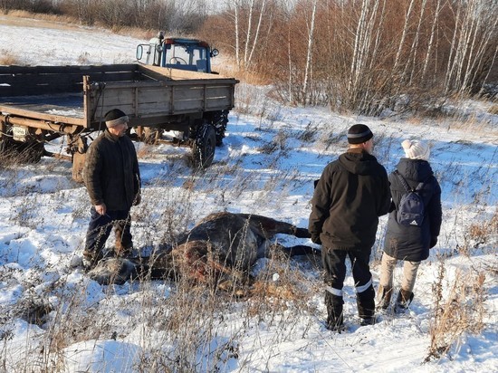 В Пронском районе под колесами иномарки погиб украденный жеребец