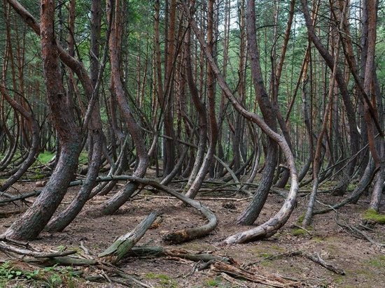 «Заколдованный лес» в Шиловском районе стал памятником природы