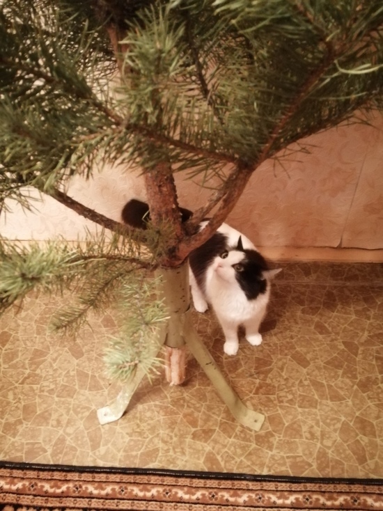Оренбургским любителям котиков советуют держать елку на потолке