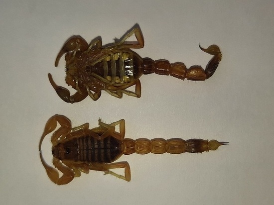 В Калмыкии обнаружен новый вид животного – пестрый скорпион