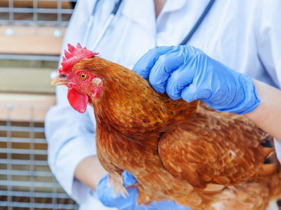 Германия: Птичий грипп становится всё более заразным — может передаваться людям