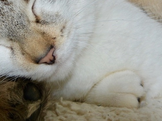 Жирный кот Орешек с очень странной мордой стал звездой соцсетей