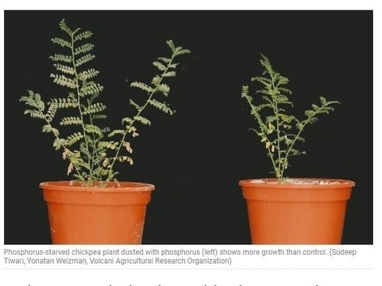 Ученые открыли растения, питающиеся пылью