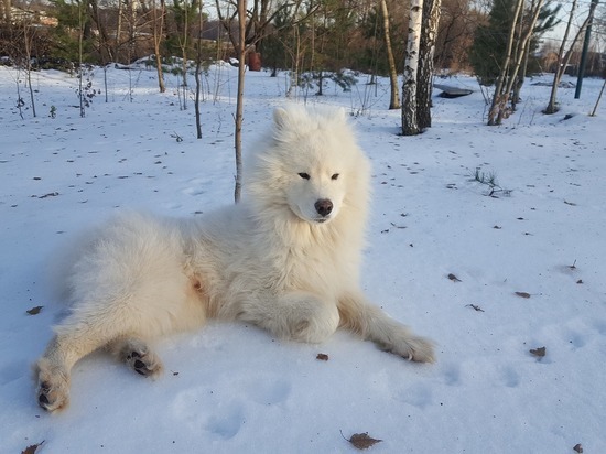 Томская полиция забрала у соседей-воров собаку и вернула хозяевам