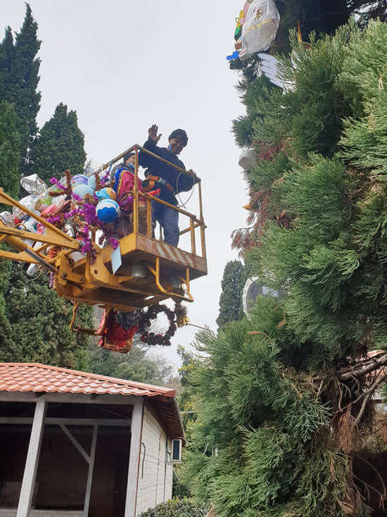 В Никитском саду нарядили экзотическую «елку»