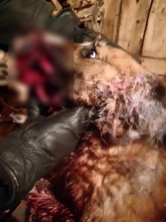 Живодёры в Кузбассе засунули петарду в рот собаке