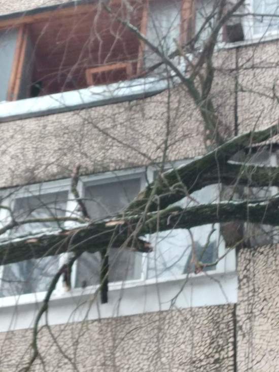 В Пскове упало дерево и разбило окно в многоэтажке