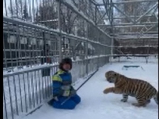 Зоопарк «Лесная сказка» приглашает барнаульцев прогуляться в компании с тигрятами