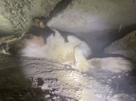 Новосибирский диггер спас собаку, застрявшую под бетонной плитой