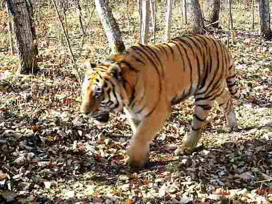 Дело об убийстве амурского тигра Павлика рассмотрят по более тяжкой статье