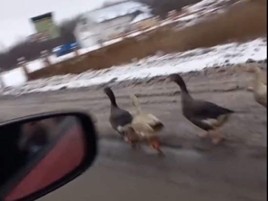 В Ростове Великом сбежало стадо гусей.