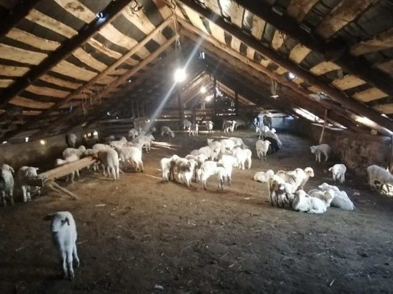 В Хунзахском районе из-за оспы пали овцы