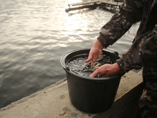 На 8,6 млн штук молоди рыбы пополнились водоемы Волгоградской области