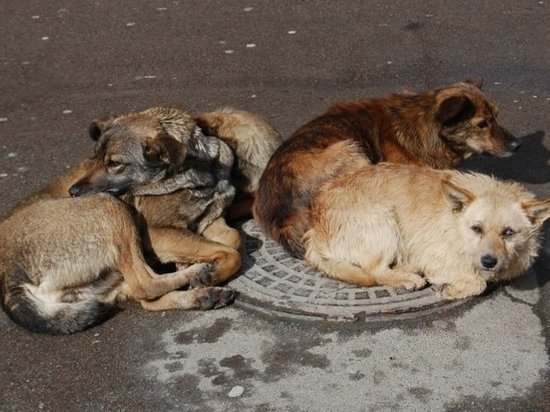 В Бурятии зоозащитники пожаловались на отстрел собак дитилином
