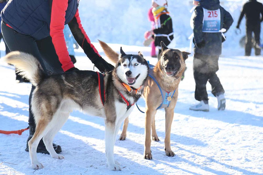 Сотня сахалинцев поучаствовала в лыжном забеге в честь Декады спорта 