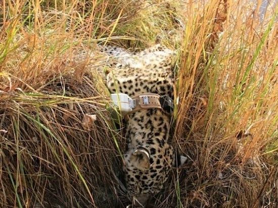 Выпущенная в заповедник самка переднеазиатского леопарда умерла от редкого вида паразитов