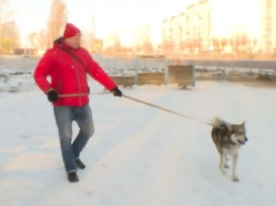 В Ярославской области вернулся домой пес, убежавший за 300 километров