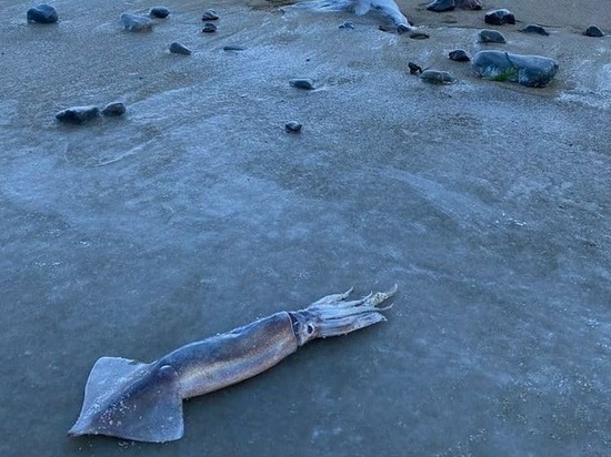 На Курилах на берег выбросило множество живых кальмаров