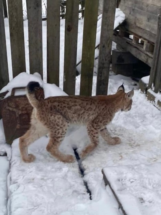 Рысь поймала гуся. Капканы для диких животных. Канадская рысь бобкэт. Ловить рысь. Фотосессия с рысью.