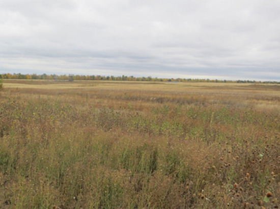 3,5 миллиона квадратных метров плодородной земли Ивановского сельсовета заросло сорняками