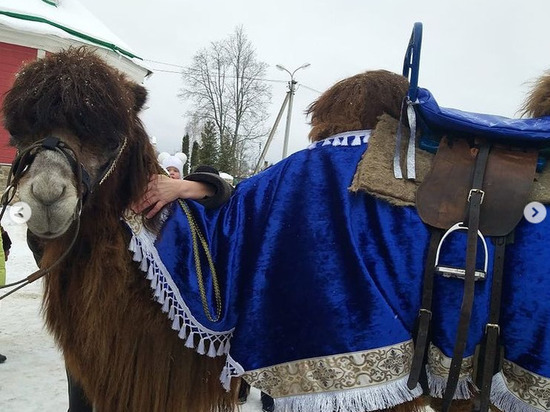 Верблюд Джига катает юных псковичей в Рождество