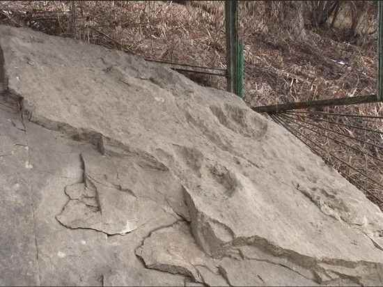  На Ставрополье организуют прогулки с динозаврами