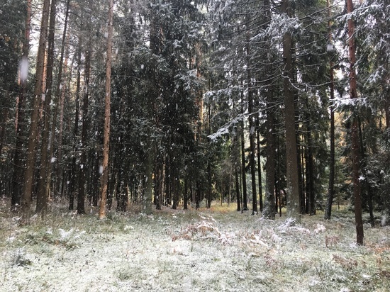 273 миллиона рублей получил федеральный бюджет за леса Смоленщины