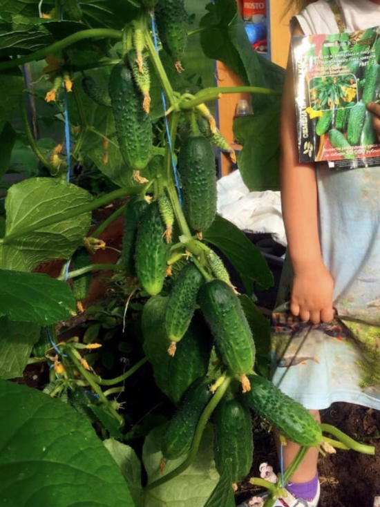 Жительница Псковской области выиграла 50 тысяч в конкурсе по выращиванию огурцов